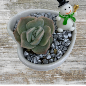 Gifts For Hampers | Succulent Gift Delivery
